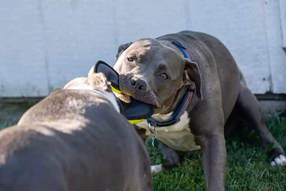 Tai sao vet can cua cho Pitbull dang so hon nhung giong cho khac?