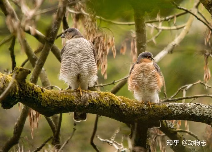Tại sao với mãnh thú, con đực luôn to hơn con cái? - Hình 6 Tai sao voi manh thu, con duc luon to hon con cai?-Hinh-6
