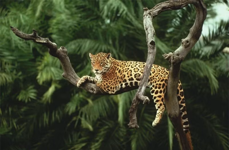 Rừng Tahuamanú, Peru. Rừng Tahuamanú là một trong những nguồn cung cấp gỗ gụ lớn nhất trên thế giới, là nơi trú ẩn của rất nhiều loài động vật quý hiếm như báo đốm, vẹt... - những loài mà nếu không bảo vệ cũng sẽ nhanh chóng bị tuyệt chủng.
