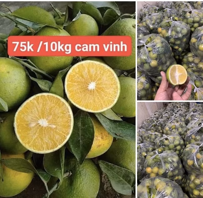 Cam long vang gia sieu re van kho ban, nha vuon loay hoay tim dau ra