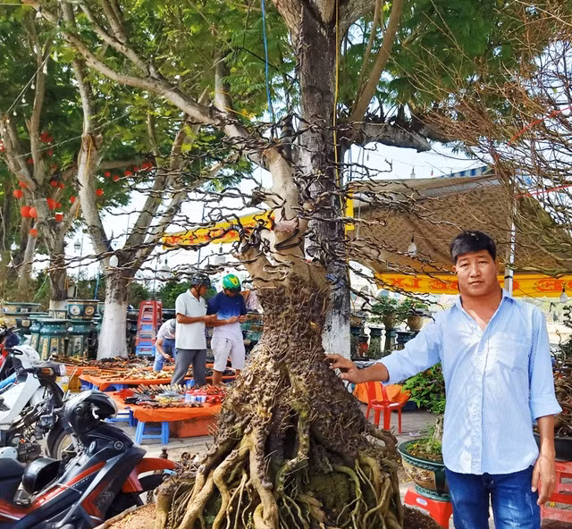 Cap mai vang noi vay rong o mien Tay