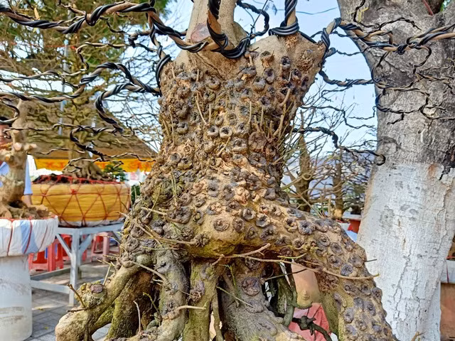 Cap mai vang noi vay rong o mien Tay-Hinh-2