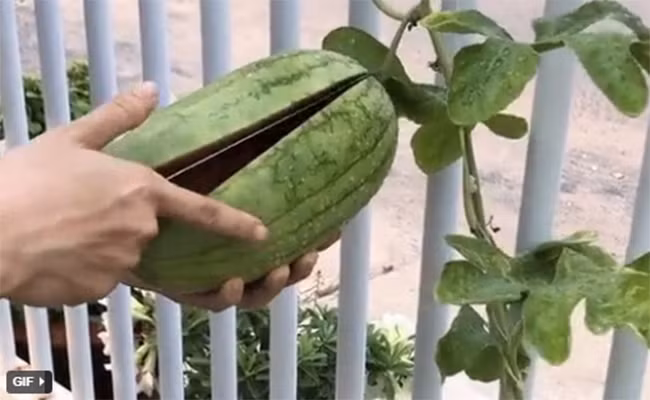 Khoe dua hau tu trong roi mang bo thu, ngo ngang truoc cai ket-Hinh-2