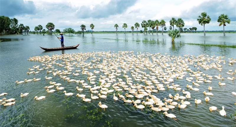 Ngoài ra, nghề nuôi vịt đàn cũng phát triển mạnh. Vịt được nuôi nhiều ở Đồng Tháp, Hậu Giang, Bạc Liêu, Cà Mau và Sóc Trăng. Ảnh: Huỳnh Phúc Hậu.