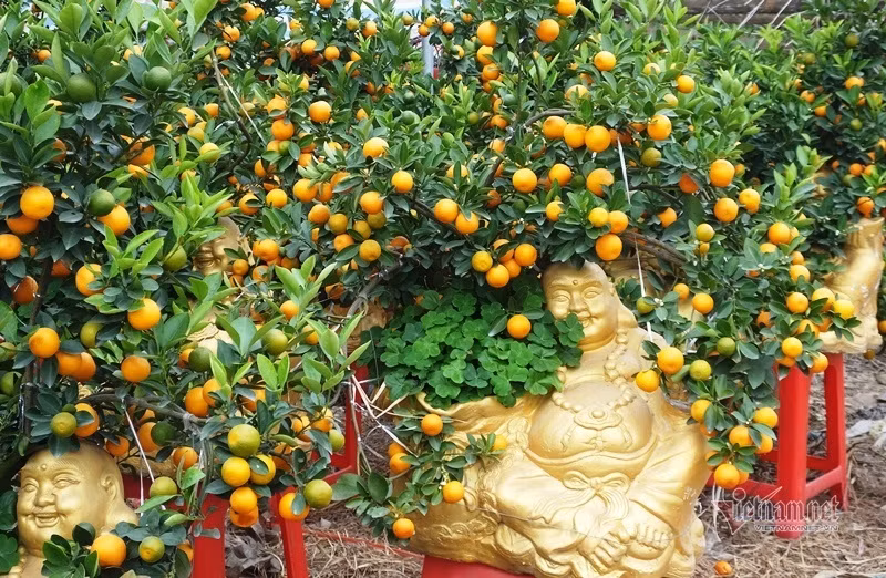 Dan tinh do xo di mua quat than tai gia 1,5 trieu dong
