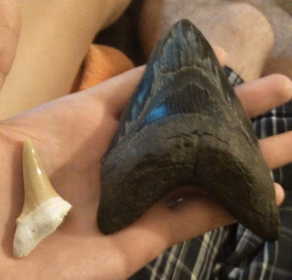 Răng cá mập Megalodon so với cá mập thường.