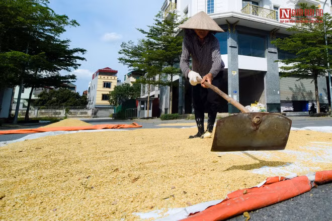 br/> Cô Thuỷ cho biết, khu này được rất đông người dân lựa chọn để phơi thóc, phải xếp hàng nhà này phơi xong thì mới đến lượt người khác, cứ theo trình tự.