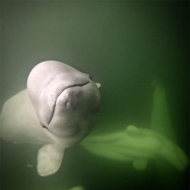 Cá voi Beluga, Churchill: Churchill, Manitoba nổi tiếng nhất với các loài gấu Bắc cực, còn vùng ven biển Hudson Bay còn là nơi có quần thể cá voi beluga lớn nhất thế giới với 57.000 con xuất hiện từ giữa tháng 6 đến giữa tháng 9. Ảnh: @discover_churchill.