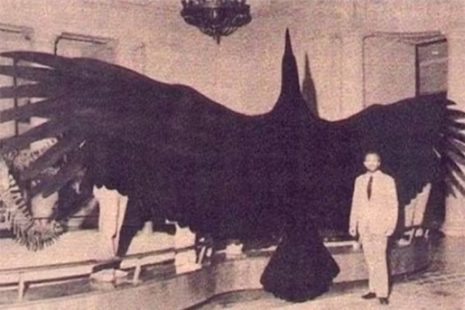 12. Chim Argentavis: Cách đây 5-8 triệu năm. Nó là một trong những loài chim lớn nhất trong lịch sử Trái Đất. Đây là chúa tể thống lĩnh không trung với sải cánh có thể đạt đến gần 7 mét, và nó ăn động vật gặm nhấm. 
