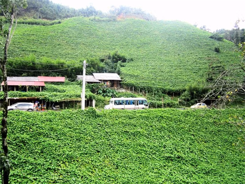 Những giàn su su khổng lồ dưới chân đèo được cư dân bản địa trồng từ nhiều năm nay.