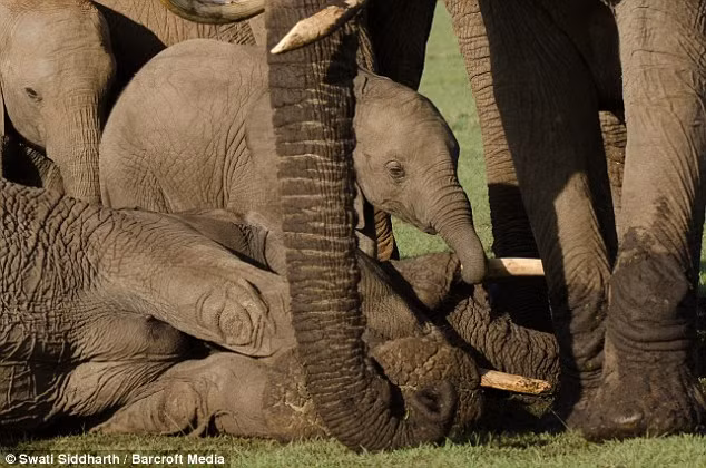 Chú voi tên Roi cố gắng đánh thức voi mẹ nằm trên bãi cỏ trong Vườn quốc gia Masai Mara, Kenya.