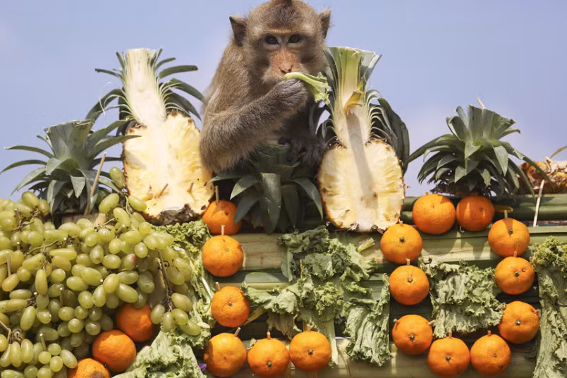 Rất nhiều loại hoa quả để khỉ thưởng thức trong lễ hội Monkey Buffet Festival.