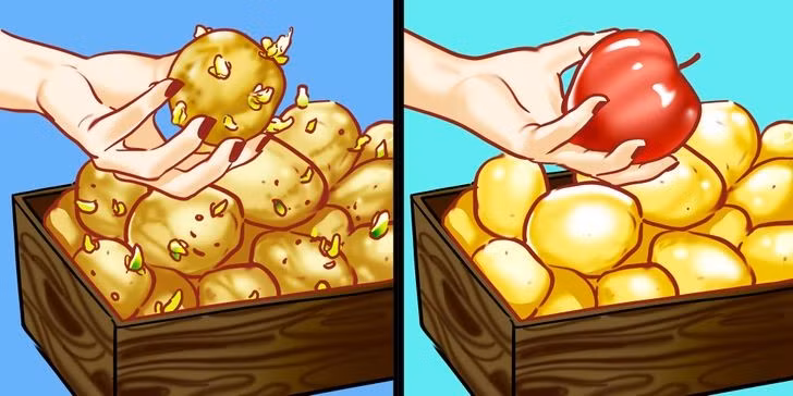 2. Để khoai tây không mọc mầm: Hãy đặt một quả táo trong giỏ khoai tây và tránh để hành tây gần đó, đồng thời đặt chúng ở một nơi tối mát mẻ. Khoai tây làm cách này sẽ không bị mọc mầm, hạn chế việc lãng phí thực phẩm.