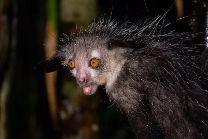 5. Khỉ Aye-Aye. Loài này đang được xếp vào nhóm nguy cấp. Chúng có tai to, mắt lớn và thường xuyên mở, ngón tay thon nhỏ và dài giống bàn tay phù thủy giúp chúng cạy các thân cây tìm côn trùng và ấu trùng để làm thức ăn.