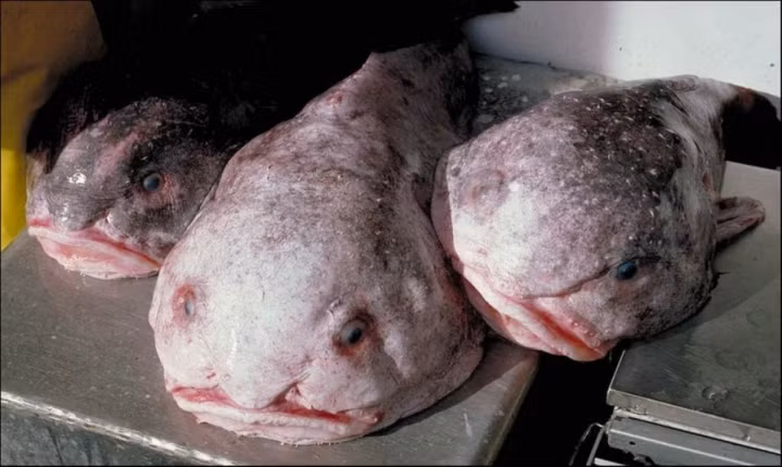 9. Cá giọt nước Blobfish. Loài cá này sống ở vùng biển Nam Thái Bình Dương. Chúng được các nhà khoa học phát hiện lần đầu tiên vào năm 1926. Do thường sống ở những khu vực xa xôi, cá Blobfish không được nhiều người biết đến. Kể từ năm 2013, cá Blobfish đã chính thức được coi là một trong những sinh vật xấu xí nhất thế giới.