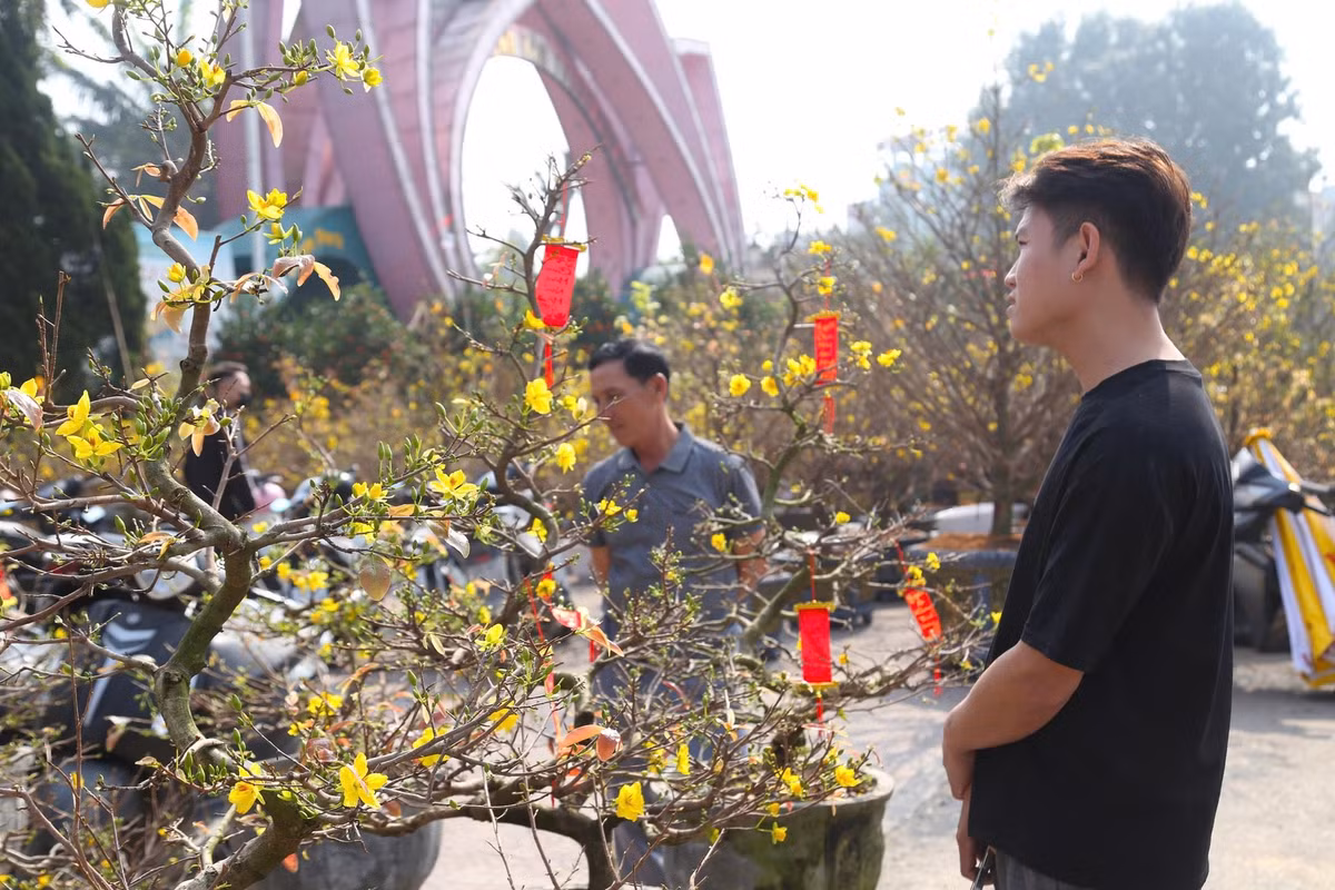 Khách đến xem mai nhưng ít người mua hoa Tết.