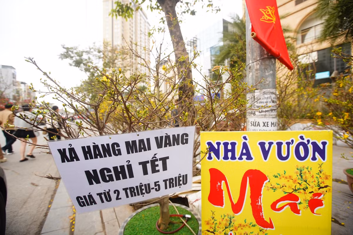 Mai vàng Bình Định ra Hà Nội đúng đợt thời tiết Hà Nội nồm, ẩm khiến mai nở sớm trước Tết nên các tiểu thương nhanh chóng xả hàng.
