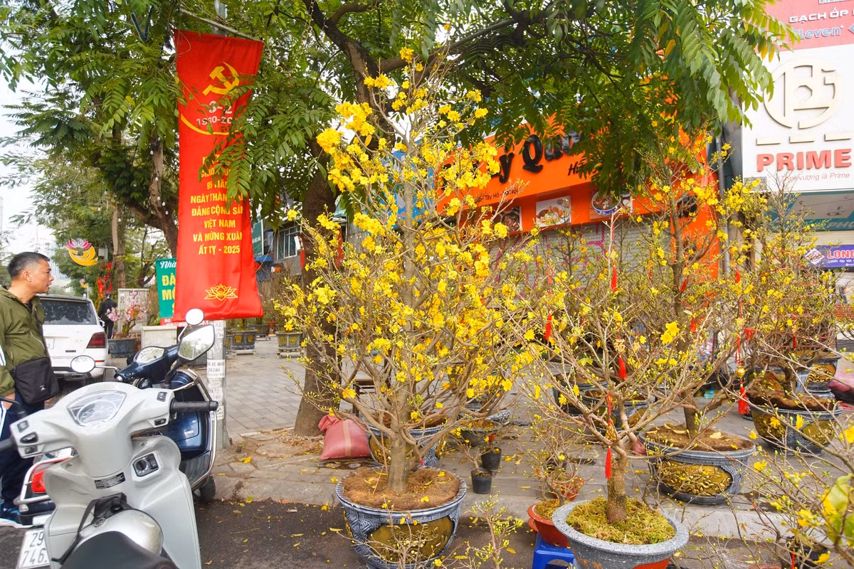Cây mai vàng cao khoảng 3m có giá bán 17 triệu đồng nay giảm xuống 12 triệu đồng vẫn chưa có khách "đón" về.