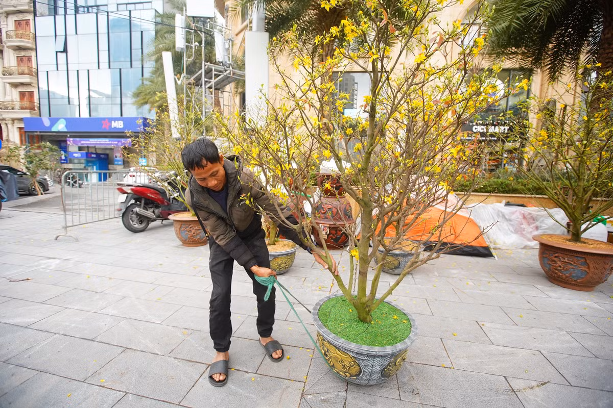 Anh Hoàng Huy, tiểu thương bán mai vàng trên đường Nguyễn Hoàng Tôn (Tây Hồ) cho biết, năm nay sức mua giảm, người dân chủ yếu sắm đào, sắm quất chứ không mua mai vàng.