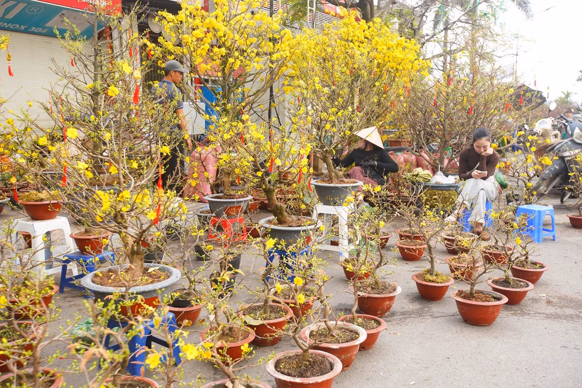 Một quầy mai vàng khác khu vực chợ hoa ở quận Tây Hồ cũng chịu cảnh ế ẩm, tiểu thương "ngồi chơi xơi nước".