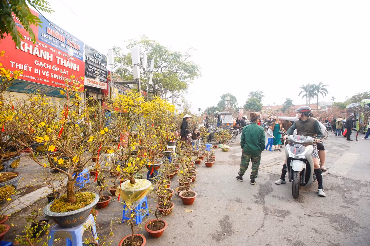 Lác đác người mua tại các quầy mai vàng.