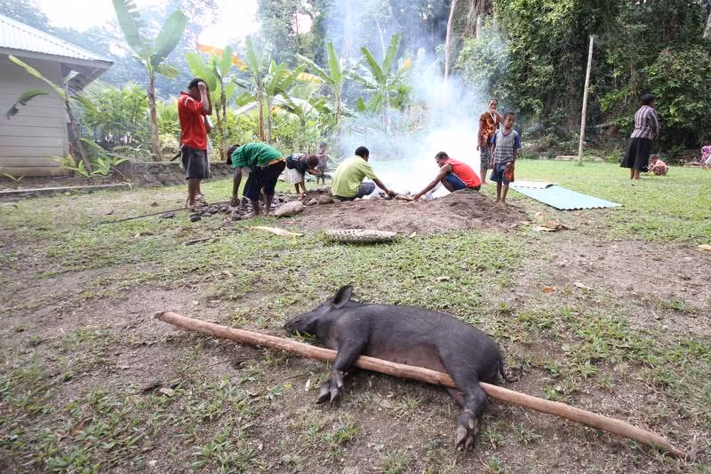 Trong đám cưới vùng cao ở miền Nam Papua New Guinea, giá trị của cô dâu được tính bằng... số lợn do nhà gái và nhà trai thỏa thuận.