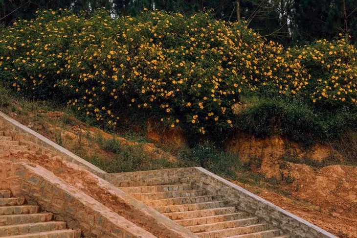 Hoa da quy nhuom vang Da Lat-Hinh-5