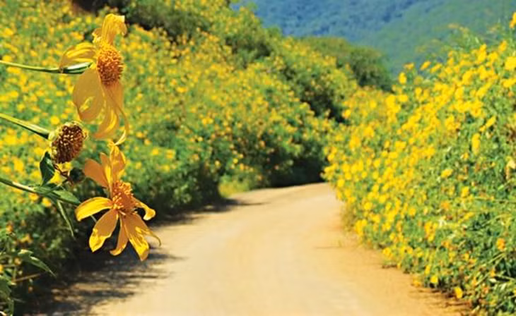 Hoa da quy nhuom vang Da Lat-Hinh-4