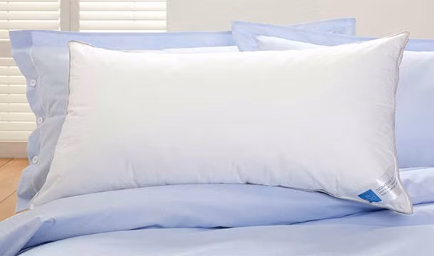 Da chết, bui bẩn, bào tử nấm, phấn hoa và các chất nội tiết khác đều quy tụ tại một điểm – chiếc gối của bạn.