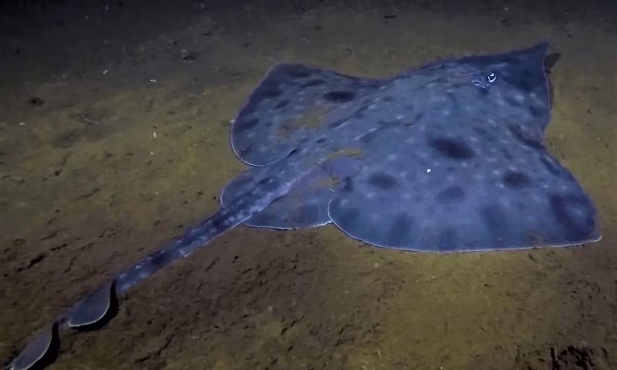 Ca duoi khong lo tu thoi khung long tren bo vuc tuyet chung-Hinh-2