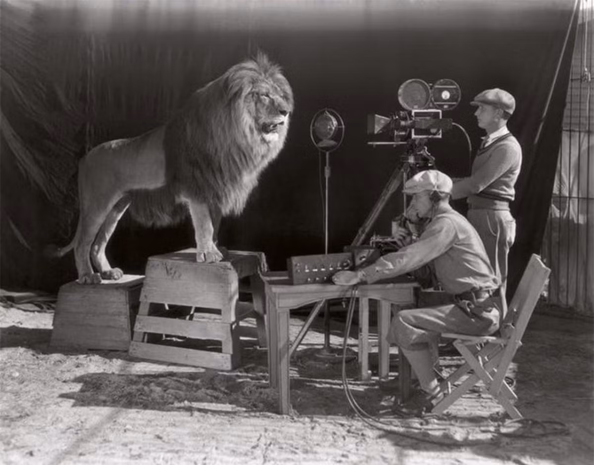Điểm ấn tượng đã làm nên thương hiệu của MGM (Metro–Goldwyn–Mayer) chính là hình ảnh chú sư tử gầm ở đầu mỗi bộ phim của họ. Trên thực tế, có rất nhiều con sư tử đã được sử dụng cho biểu tượng của MGM. Không rõ 2 người đó cảm thấy như thế nào trong lồng với một con sư tử Nubian hoang dã.