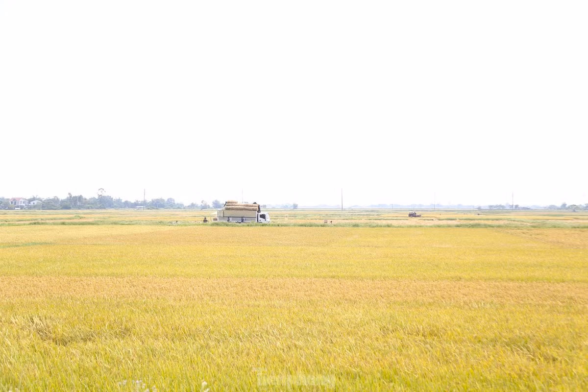 Doi nang 40 do C, kiem tien tu nghe cuon rom o Nghe An