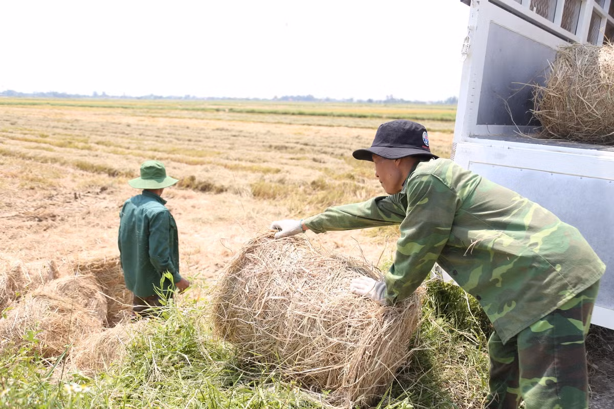 Doi nang 40 do C, kiem tien tu nghe cuon rom o Nghe An-Hinh-8