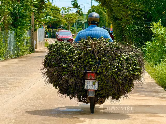 Cau tuoi duoc mua gia 90.000 dong/kg, nhieu loi ich bat ngo-Hinh-2