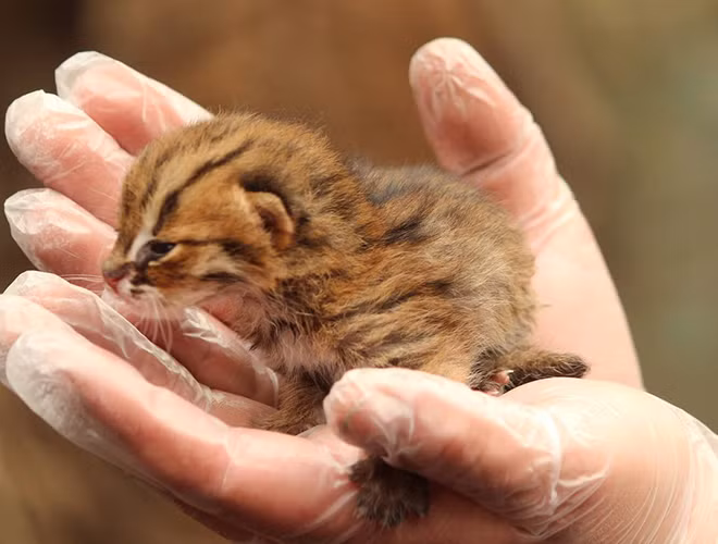 Mèo đốm gỉ (rusty-spotted cat) là loài mèo nhỏ nhất thế giới. Loài động vật này sống ở các khu rừng hoang thuộc vùng Sri Lanka, Ấn Độ, Nepal…