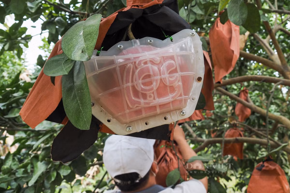 Được biết, bưởi đỏ Đông Cao gồm hai loại; bánh men và trái nũm, được ép khuôn tạo hình hai chữ tài lộc từ lúc quả còn non. Bưởi đỏ bánh men với hình thù dẹt, tròn được ép khuôn tạo hình thỏi vàng.