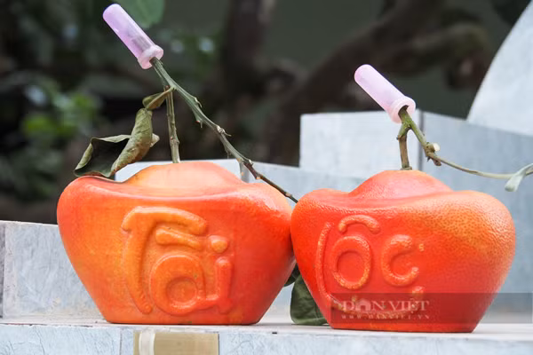 Thôn Đông Cao hiện có 100 hộ dân trồng bưởi đỏ, cho từ 80 - 100 quả/cây.