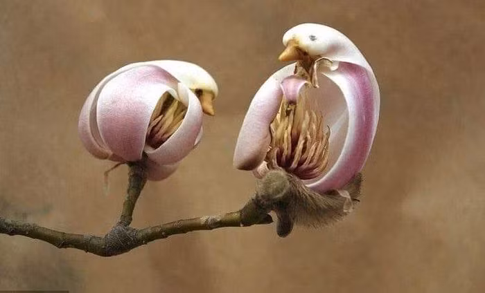 Thật đáng tiếc là không có đáp án nào đúng cả, bởi đây hoàn toàn là một kiệt tác của mẹ thiên nhiên! "Chú chim" mà bạn nhìn thấy trong ảnh đích xác là một nụ hoa lan sắp nở rộ, với phần lông tơ mềm mịn như thật ở đài hoa. Giống hoa này có tên là Magnolia Denudata, thuộc họ mộc lan có nguồn gốc từ Trung Quốc.