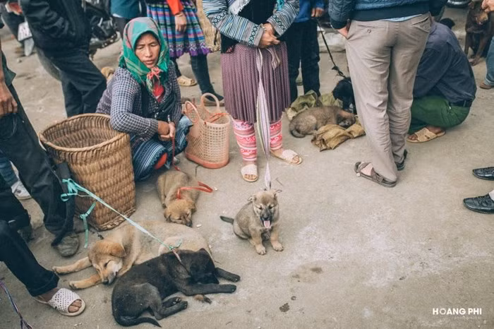 Chợ chó Bắc Hà. Ảnh: Hoàng Phi. Lên núi 'săn quốc khuyển' Bắc Hà - Ảnh 3