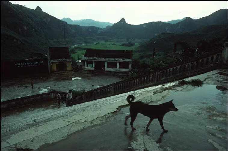 Chú chó ở thị trấn Tĩnh Túc, Cao Bằng năm 1995. Ảnh: Bruno Barbey/Magnum.