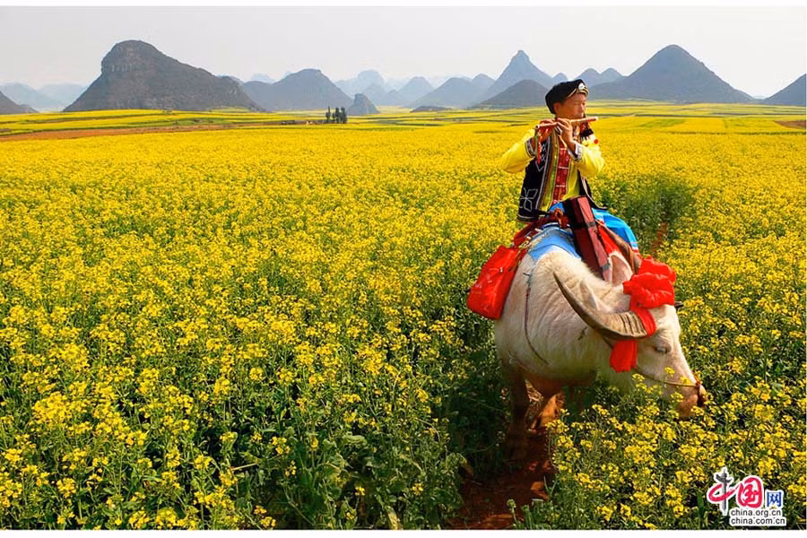 Cậu bé cưỡi trâu trắng thổi sáo giữa cánh đồng hoa cải vàng mênh mông. Những người yêu âm nhạc từng so sánh Luoping như một bản giao hưởng đồng quê của Beethoven.