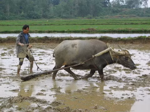 Những chú trâu hiền lành sẻ trở thành vũ khí lợi hại với "hỏa ngưu trận".