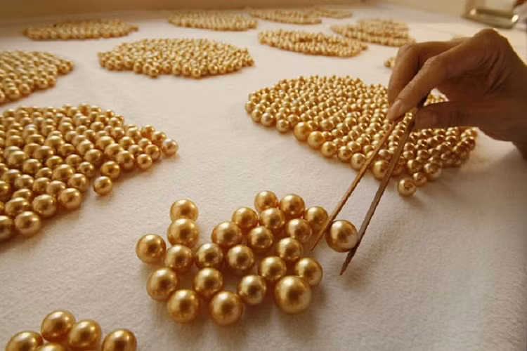 Trải qua hơn 10 năm nghiên cứu cùng với sự phát triển của công nghệ sinh học, ông Jewelmer đã làm chủ được phương pháp nuôi trai lấy ngọc này.