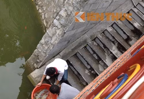 Ông Việt cho biết ông đã cung cấp hàng chục con cá thần để tiến vào các chùa trên địa bàn Hà Nội. Và toàn bộ những con cá được thả nuôi tại ao chùa đều sinh trưởng và phát triển tốt.