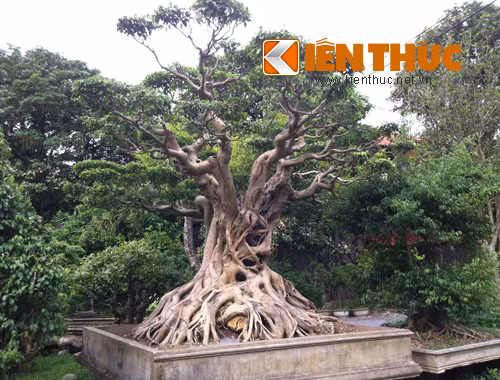 Vị đại gia này cho biết trong khu vườn có rất nhiều cây cảnh được khách trả giá rất cao nhưng ông không bán bởi ông có một niềm đam mê lớn lao với chúng.