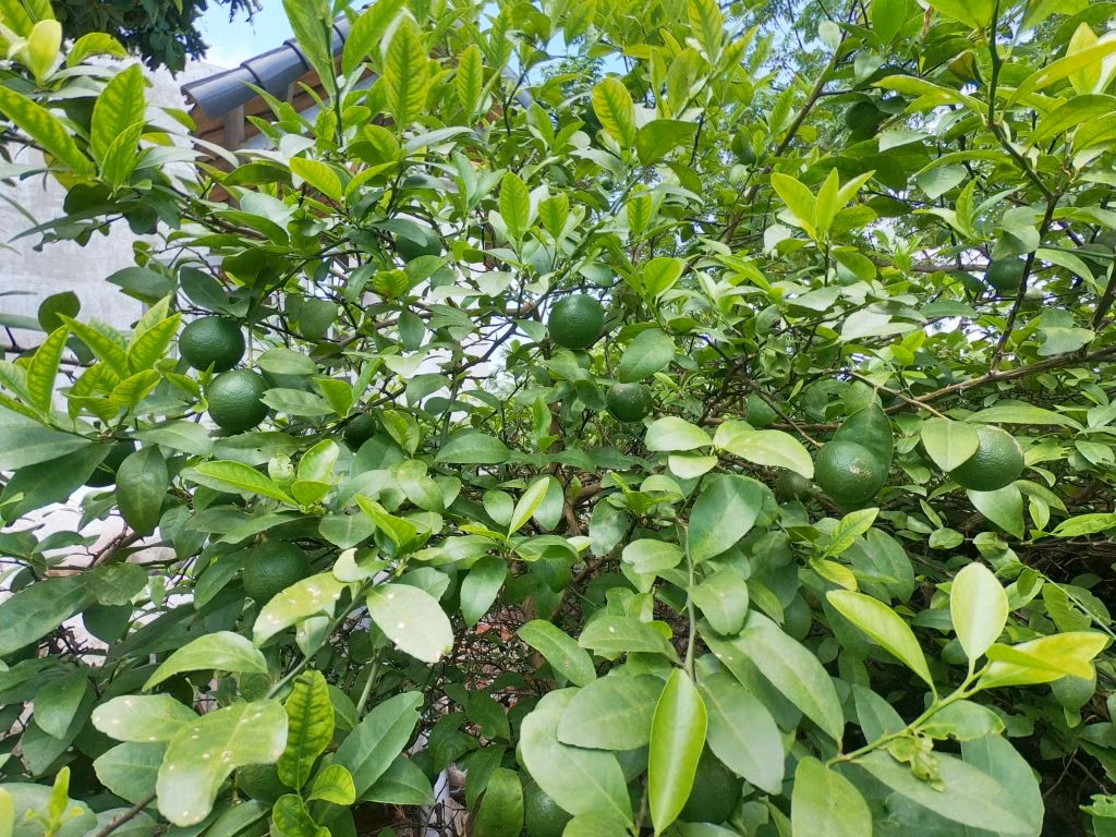  Trồng chanh rất dễ có thể trồng trong chậu. Cây chanh có hoa trắng và thơm. Hoa và quả chanh đều rất sum suê, mang lại tài lộc may mắn cho gia chủ.