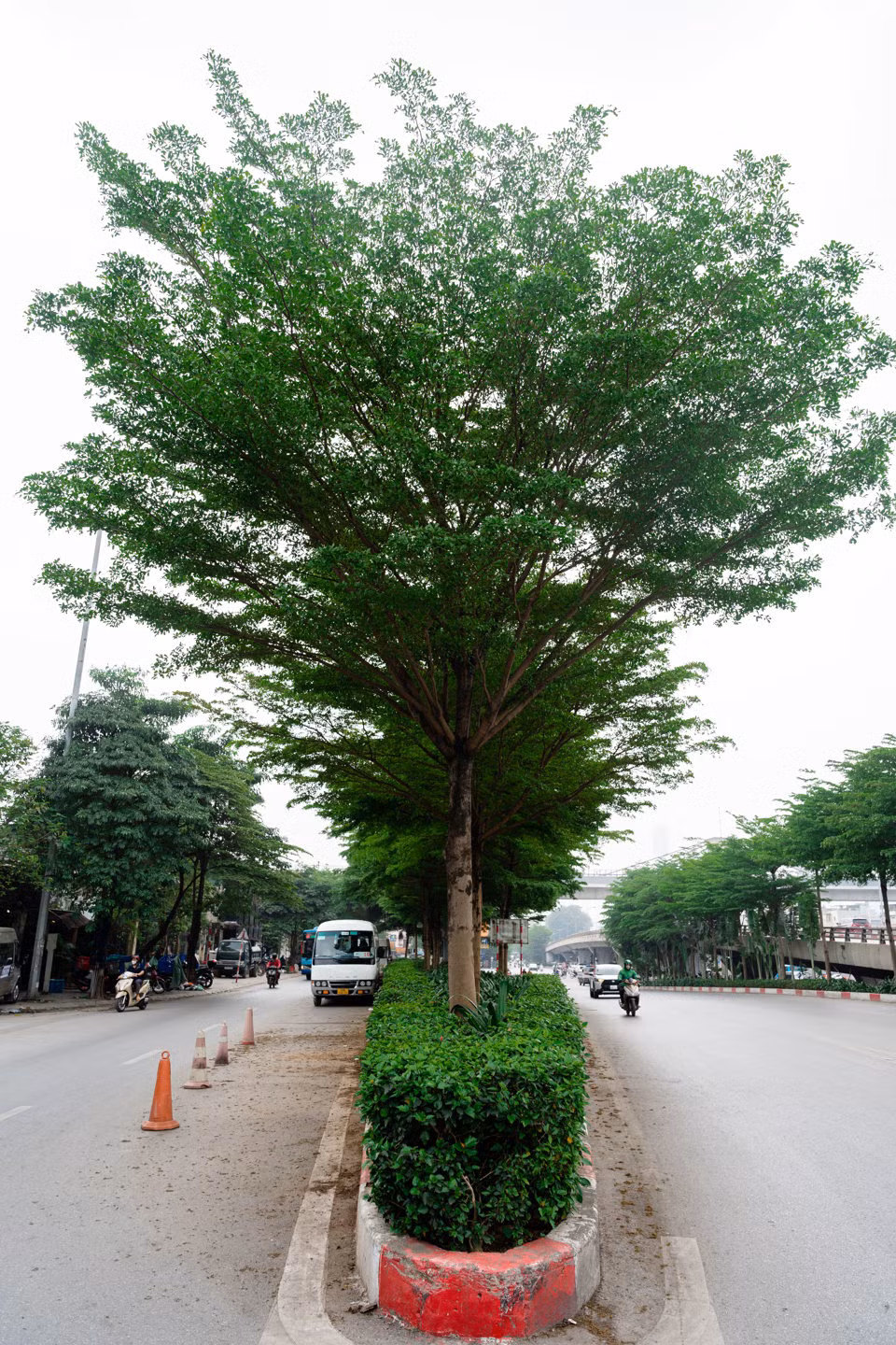 Con đường trở nên xanh mướt nhờ loài cây đô thị này.