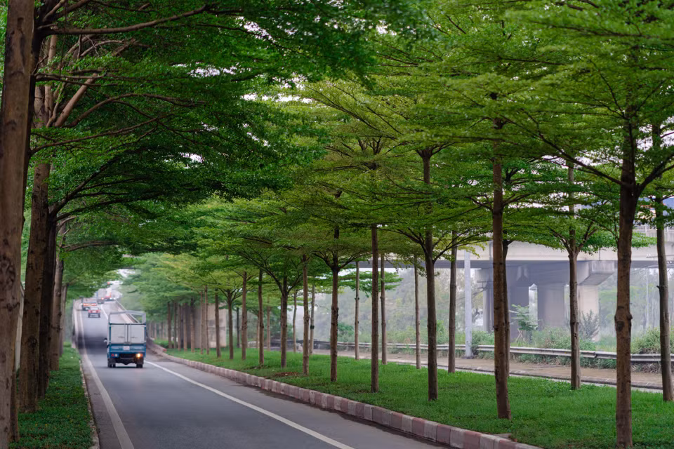 Bàng lá nhỏ là loại cây đô thị dễ sinh trưởng, phù hợp với loại đất, khí hậu đã tạo bóng mát và cảnh quan cho Hà Nội. Ngoài ra, còn có ưu điểm dễ chăm sóc, không cần cắt tỉa thường xuyên.