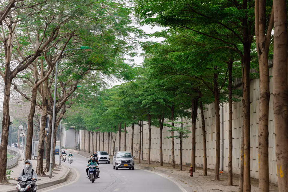 \ Hiện nay, cây bàng lá nhỏ đang được trồng nhiều tại tuyến đường Vành đai 2 với 2 hàng cây xanh mướt.
