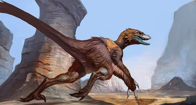 Tim hieu ve Deinonychus: Loai khung long so huu cu da chet nguoi-Hinh-4